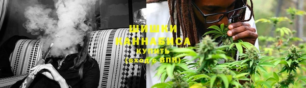 сатива Новокубанск